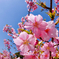 山田池公園の河津桜