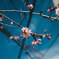 春