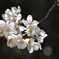 林道の桜