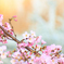 夕焼け桜