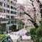 Cherryblossoms on film