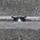 猫はミタ