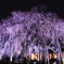 幽麗　夜の枝垂れ桜