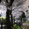 近所の夜桜