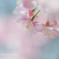 sakuraふわり❀.。.:*・
