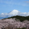 桜と富士は日本の象徴