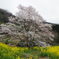 淡墨桜の子孫