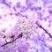 桜狩3