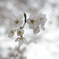 朝桜