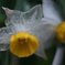 雨の中、花びらが透明になった水仙