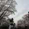 花曇りの桜