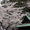 花曇りの桜