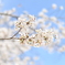 桜　天神橋麓にて