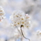 桜　天神橋麓にて