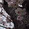 曇天の桜