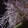 石塚桜