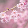 枝垂れ桜４