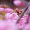 ほんのり陽光桜