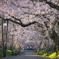 4月1日朝の桜道