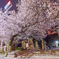 豊姫さんの夜桜
