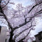 家並みに咲く桜