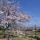 Cherry Blossom !