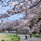 桜散策