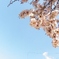 桜と空と