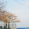 見送りの桜