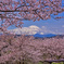 桜越しの富士山