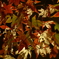 ライトアップされた紅葉