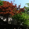 新緑と紅葉