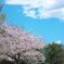 桜と空