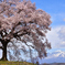 甲斐路の桜巡り＜わに塚の一本桜＞