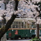 桜と路面電車と