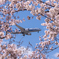 桜の額縁　3