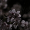 夜桜