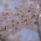SAKURA①