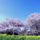 田舎の桜