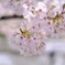 SAKURA④