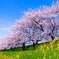 木曽長良背割堤の桜