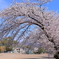 桐生北小の桜