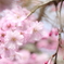 しだれ桜