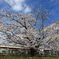 阪急上桂サクラ　20220401144655_019A9398