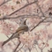 幸せなヒヨ