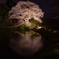 ジラカンス桜