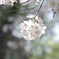 桜咲いたね