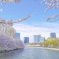 大阪　桜満開