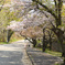 桜並木の坂