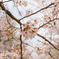 sakura2